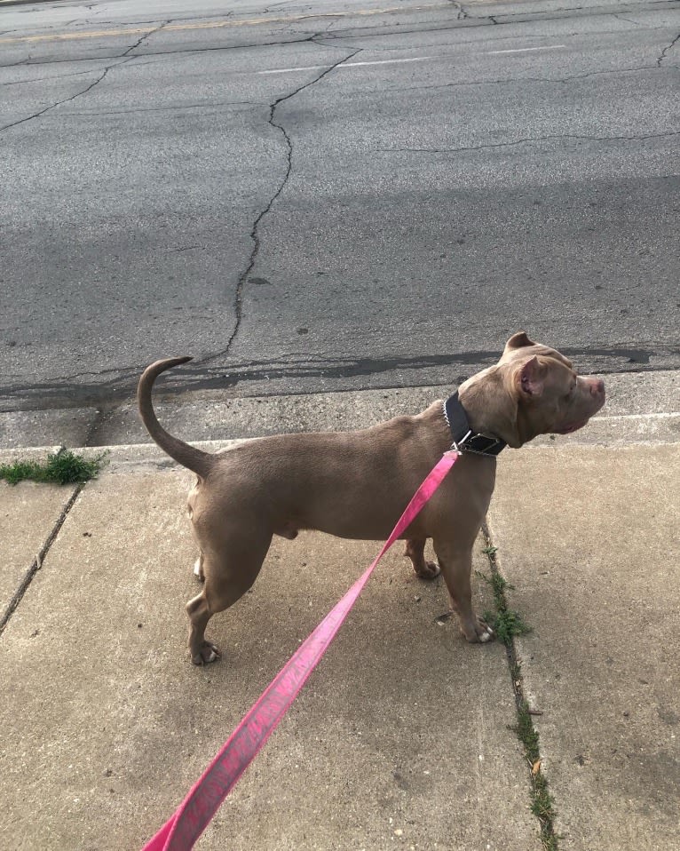 Giannis, an American Bully tested with EmbarkVet.com