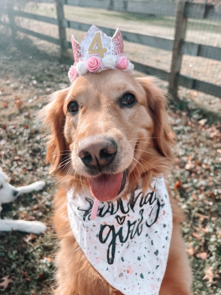 Marley, a Golden Retriever tested with EmbarkVet.com