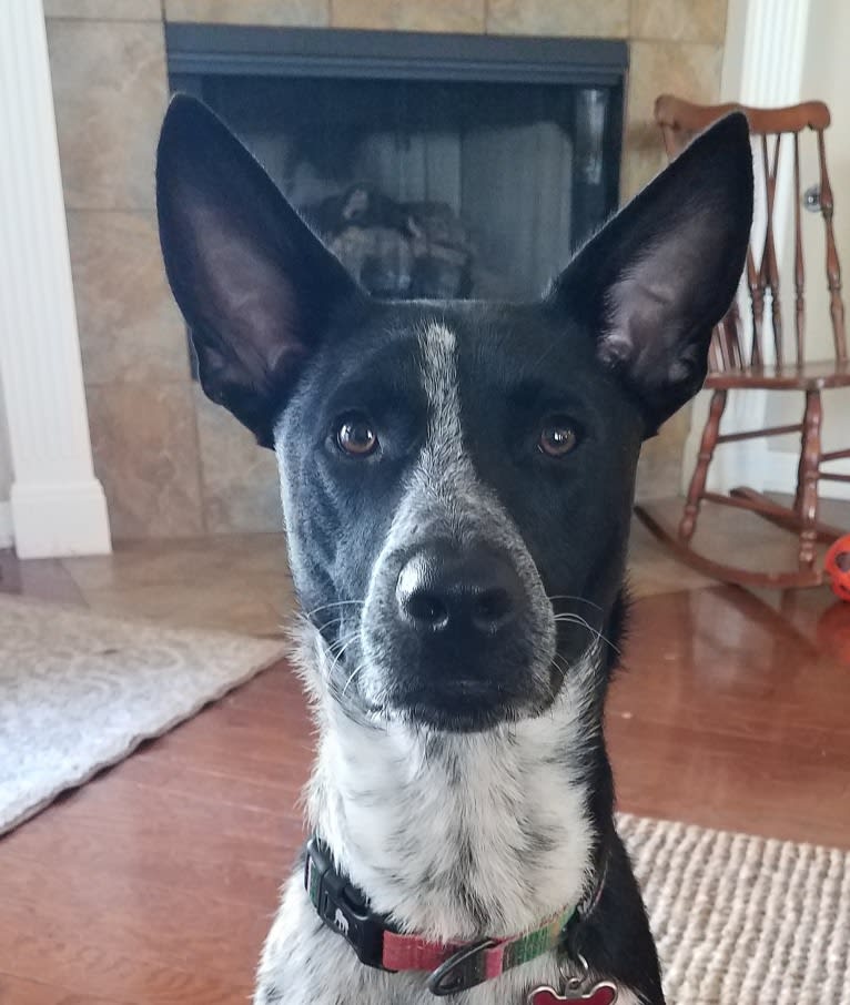 Amigo, an Australian Cattle Dog and Great Dane mix tested with EmbarkVet.com