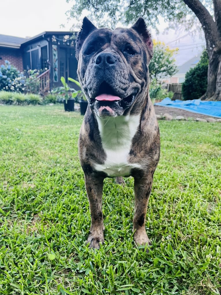 Oreo, a Bulldog and Boxer mix tested with EmbarkVet.com