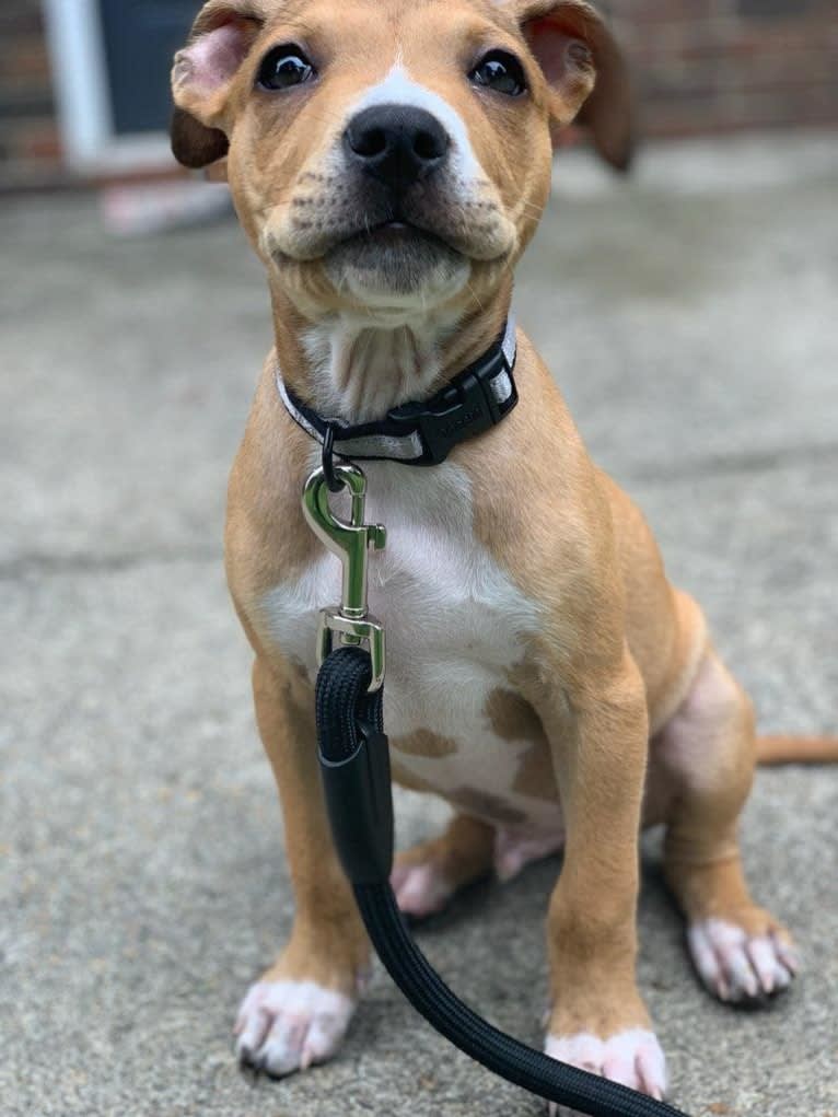 Photo of Chase, an American Pit Bull Terrier, American Staffordshire Terrier, Boxer, and Mixed mix in Atlanta, Georgia, USA