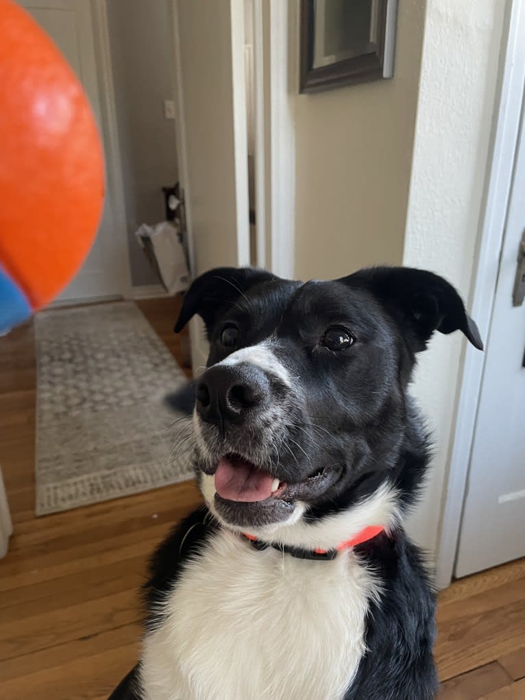 Marlowe Gandalf, a Siberian Husky and Australian Shepherd mix tested with EmbarkVet.com