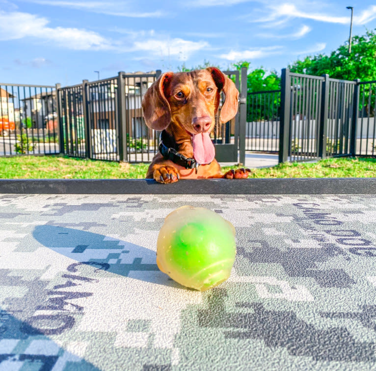 Chipper Joe, a Dachshund tested with EmbarkVet.com