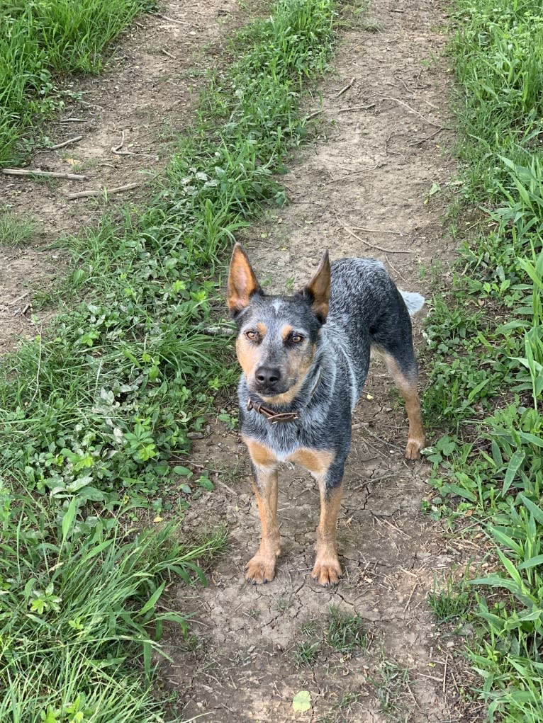 Tulip, an Australian Cattle Dog tested with EmbarkVet.com