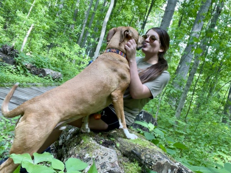 Simon, an American Pit Bull Terrier and Catahoula Leopard Dog mix tested with EmbarkVet.com