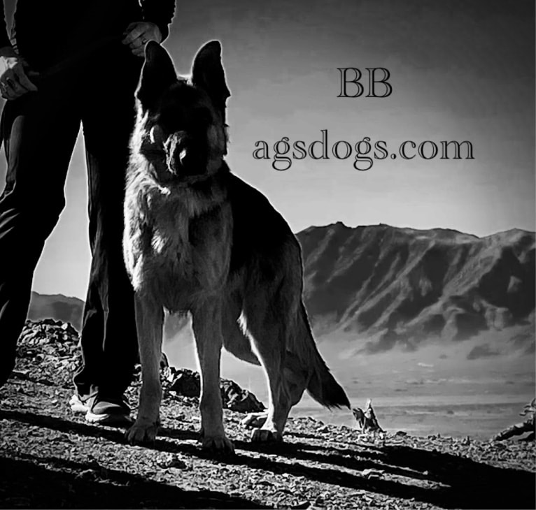 BB, a German Shepherd Dog tested with EmbarkVet.com