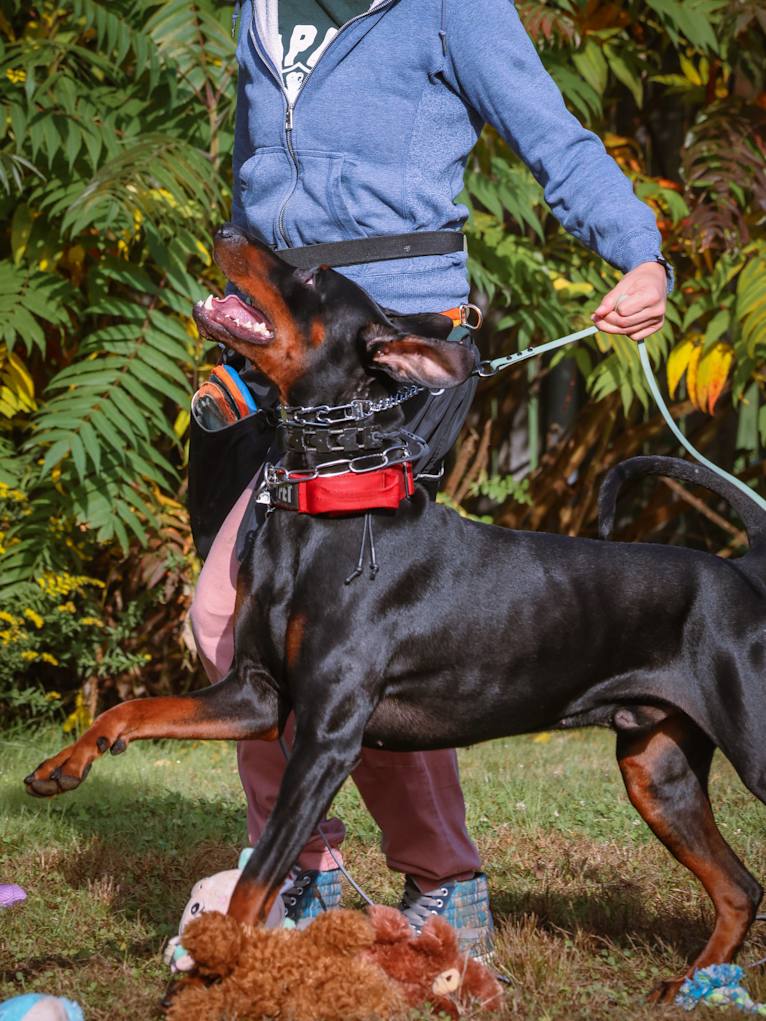 King Bhumi von Schwarz, a Doberman Pinscher tested with EmbarkVet.com