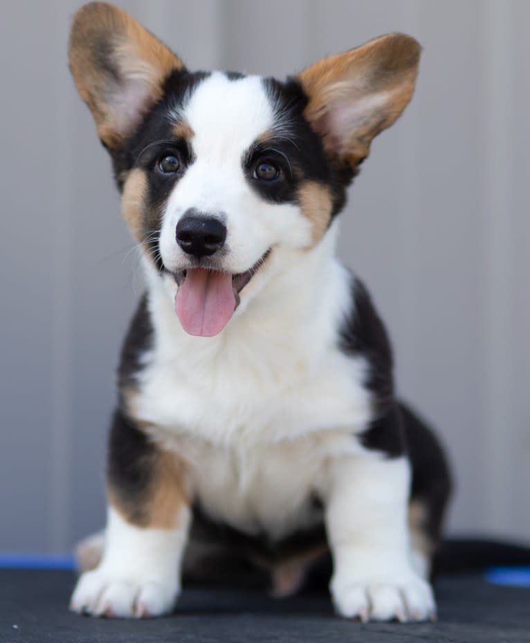 Croc, a Cardigan Welsh Corgi tested with EmbarkVet.com