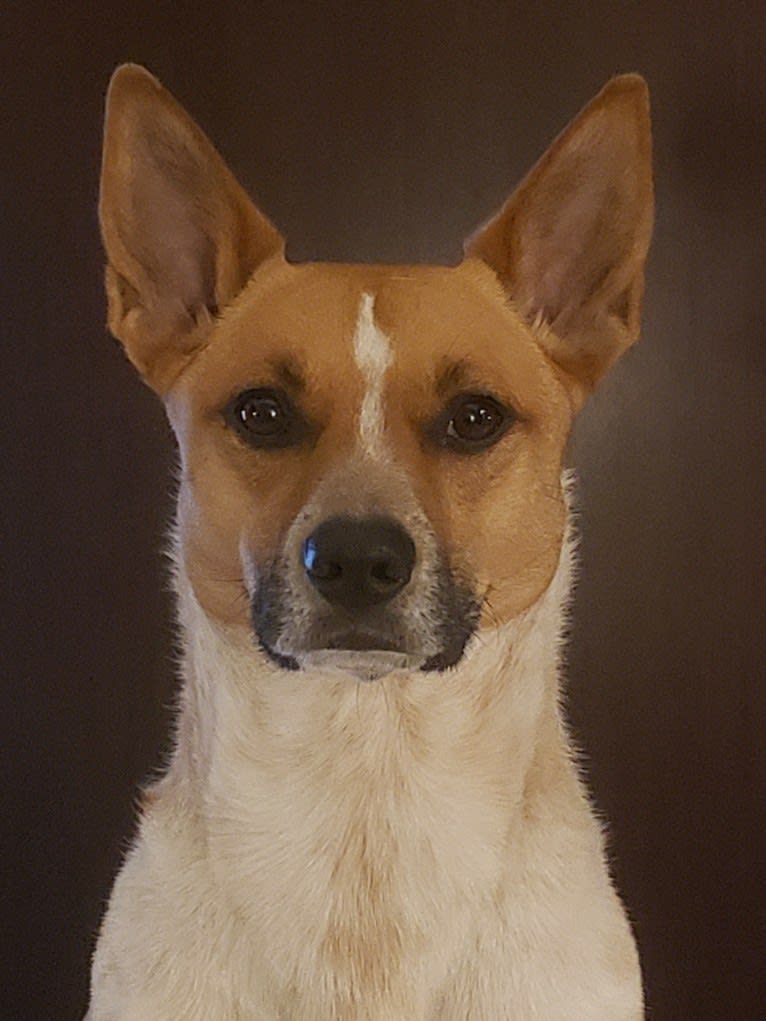 Gracie, an Australian Cattle Dog and Boxer mix tested with EmbarkVet.com