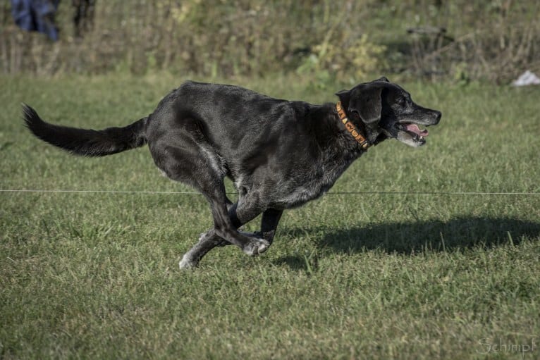 Schimpf's Addicted to the Game ("Addie"), a Labrador Retriever and German Shepherd Dog mix tested with EmbarkVet.com