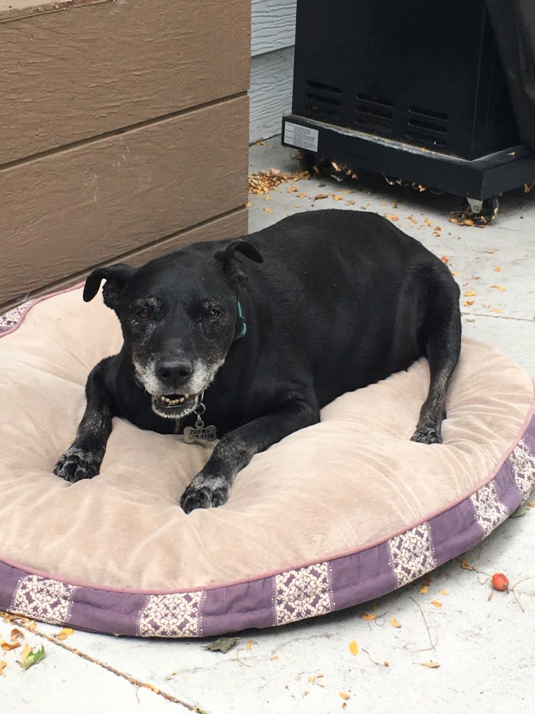 Zef, an American Pit Bull Terrier and Labrador Retriever mix tested with EmbarkVet.com