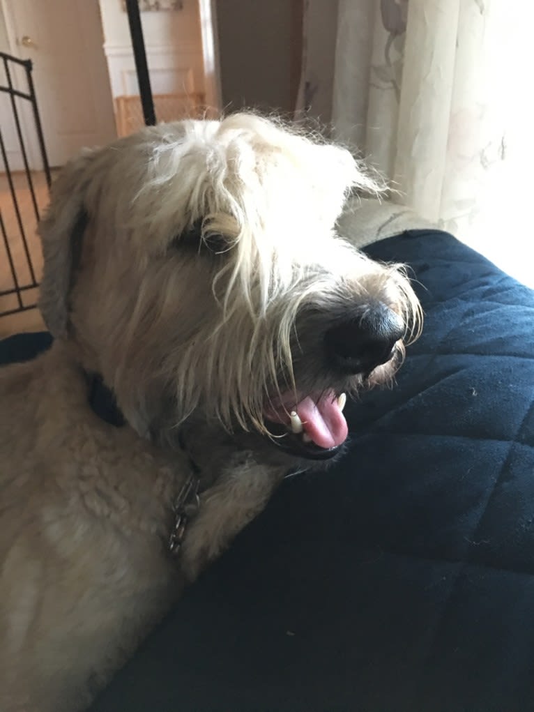 Desmond, a Soft Coated Wheaten Terrier tested with EmbarkVet.com