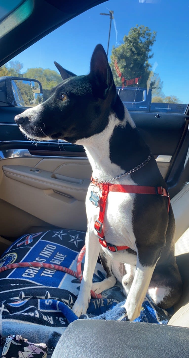 Bandit, a Basenji and Shetland Sheepdog mix tested with EmbarkVet.com