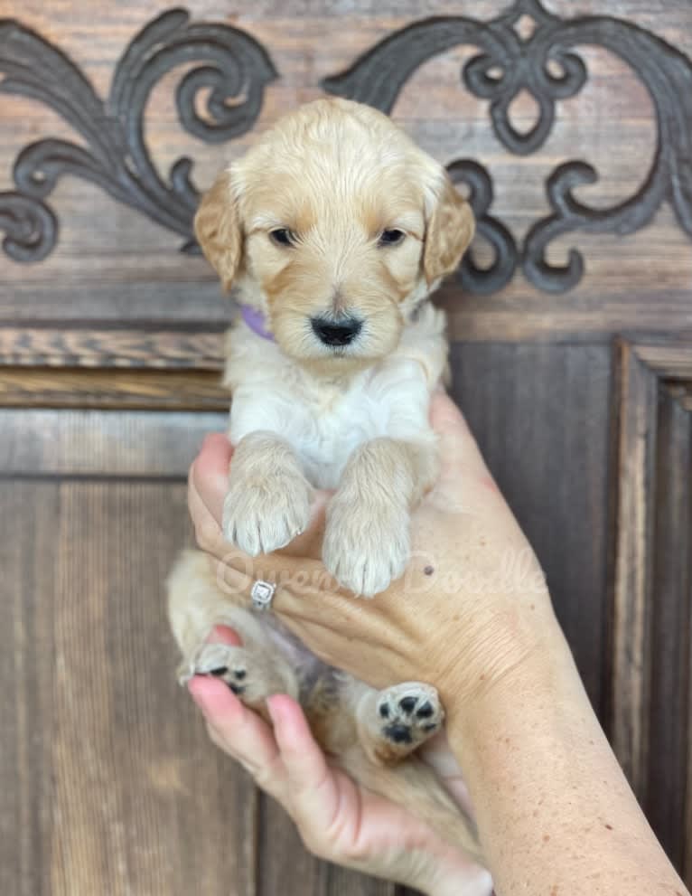 Miss Bi, a Goldendoodle tested with EmbarkVet.com