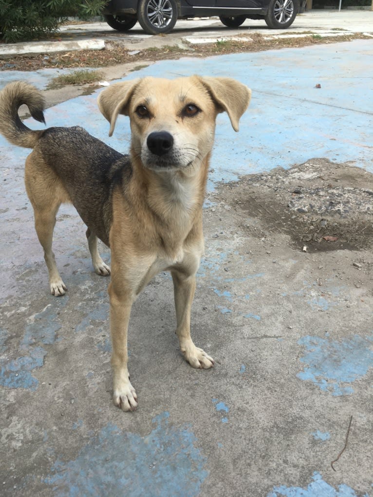 Lady, a Chinese Village Dog tested with EmbarkVet.com