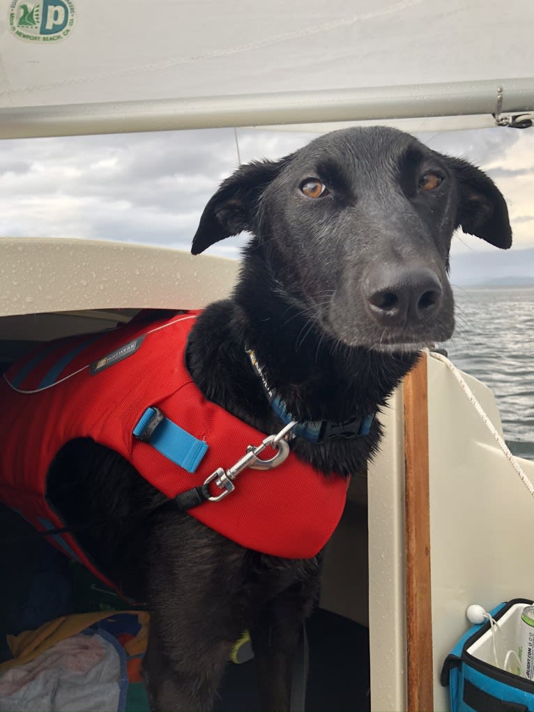 Spud, an Alaskan-type Husky and German Shorthaired Pointer mix tested with EmbarkVet.com