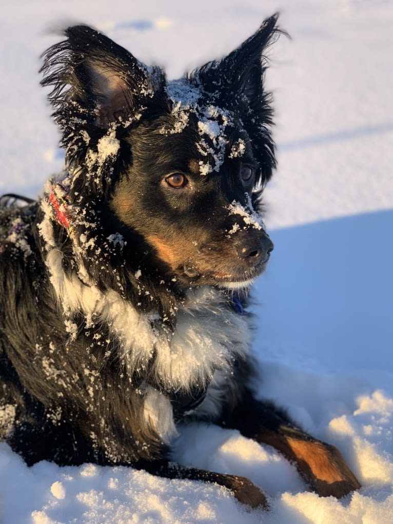 Louie, an Australian Cattle Dog and English Shepherd mix tested with EmbarkVet.com