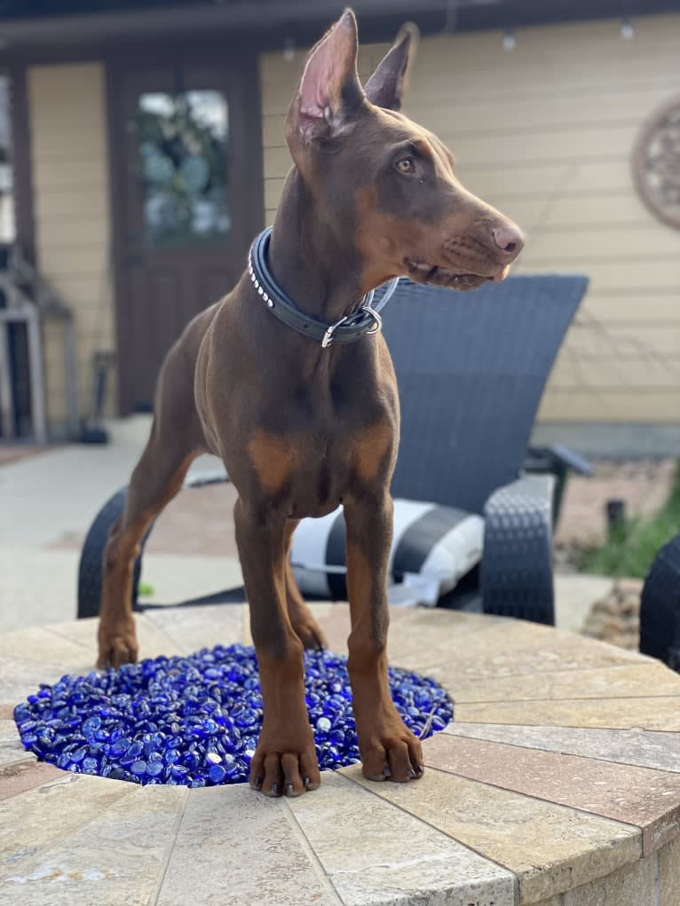 Gertie, a Doberman Pinscher tested with EmbarkVet.com