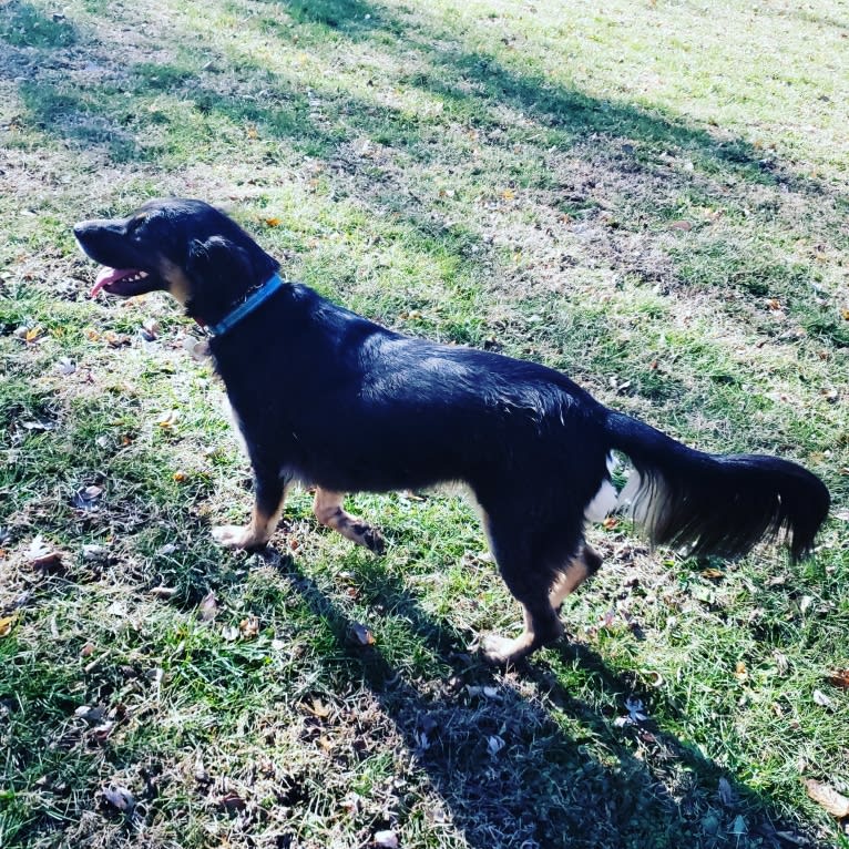 Yuno, a Golden Retriever and Llewellin Setter mix tested with EmbarkVet.com