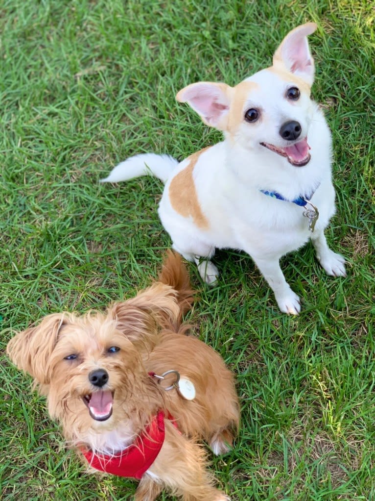 Keegan, a Chihuahua and Poodle (Small) mix tested with EmbarkVet.com