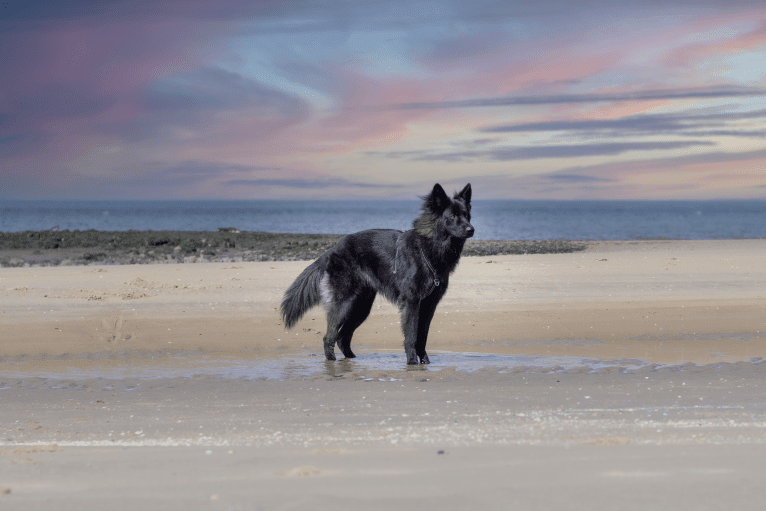 Rakan, a German Shepherd Dog tested with EmbarkVet.com