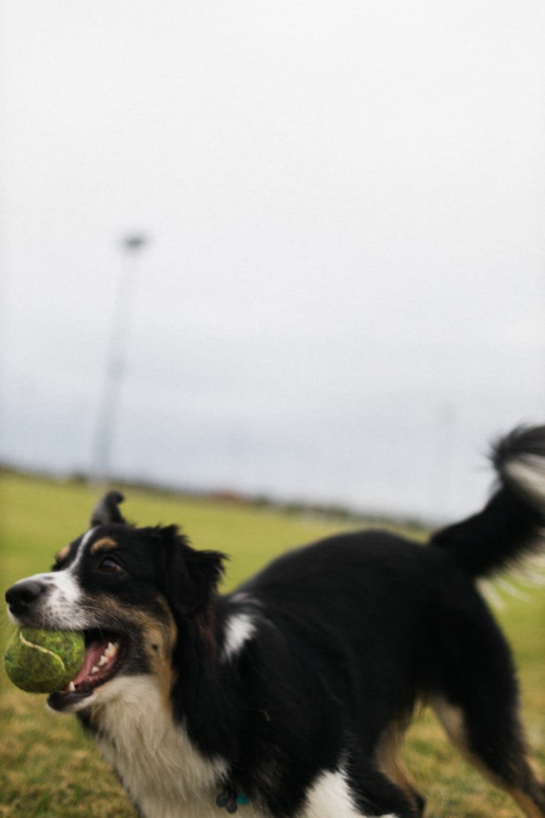 Tim, an Australian Shepherd tested with EmbarkVet.com