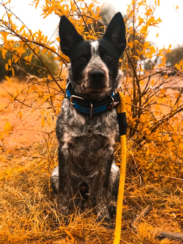 Bruce, an Australian Cattle Dog tested with EmbarkVet.com