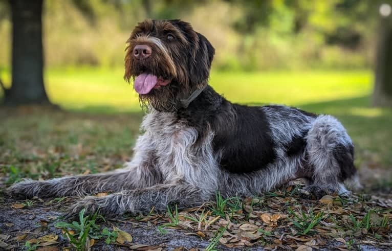 Hermes, a German Wirehaired Pointer tested with EmbarkVet.com