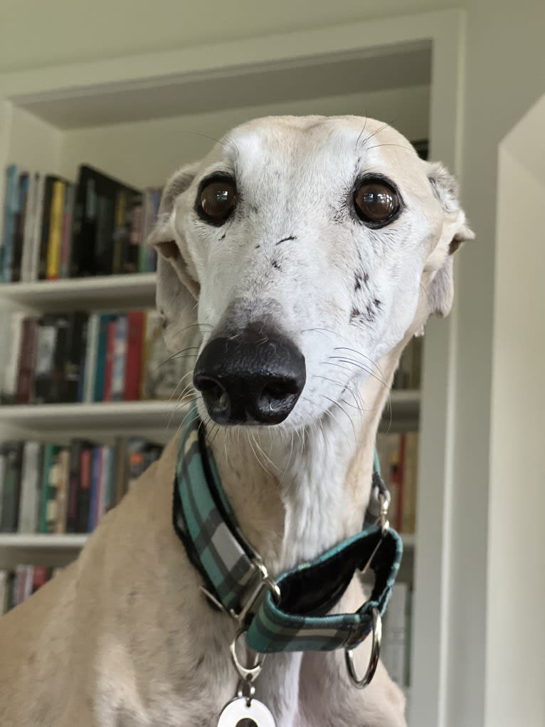 Marcelino, a Spanish Galgo tested with EmbarkVet.com