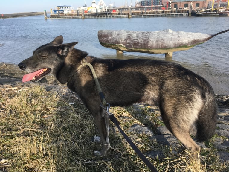 Timber, an Alaskan-type Husky and German Shepherd Dog mix tested with EmbarkVet.com