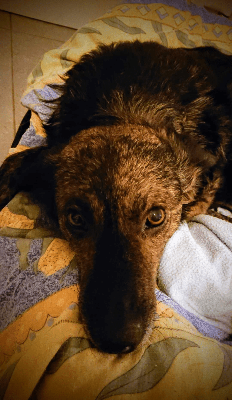 Josie, an Eastern European Village Dog tested with EmbarkVet.com