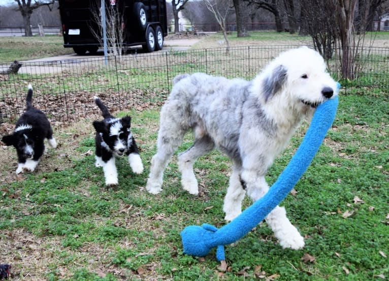 Freddie MercFurry, an Old English Sheepdog tested with EmbarkVet.com