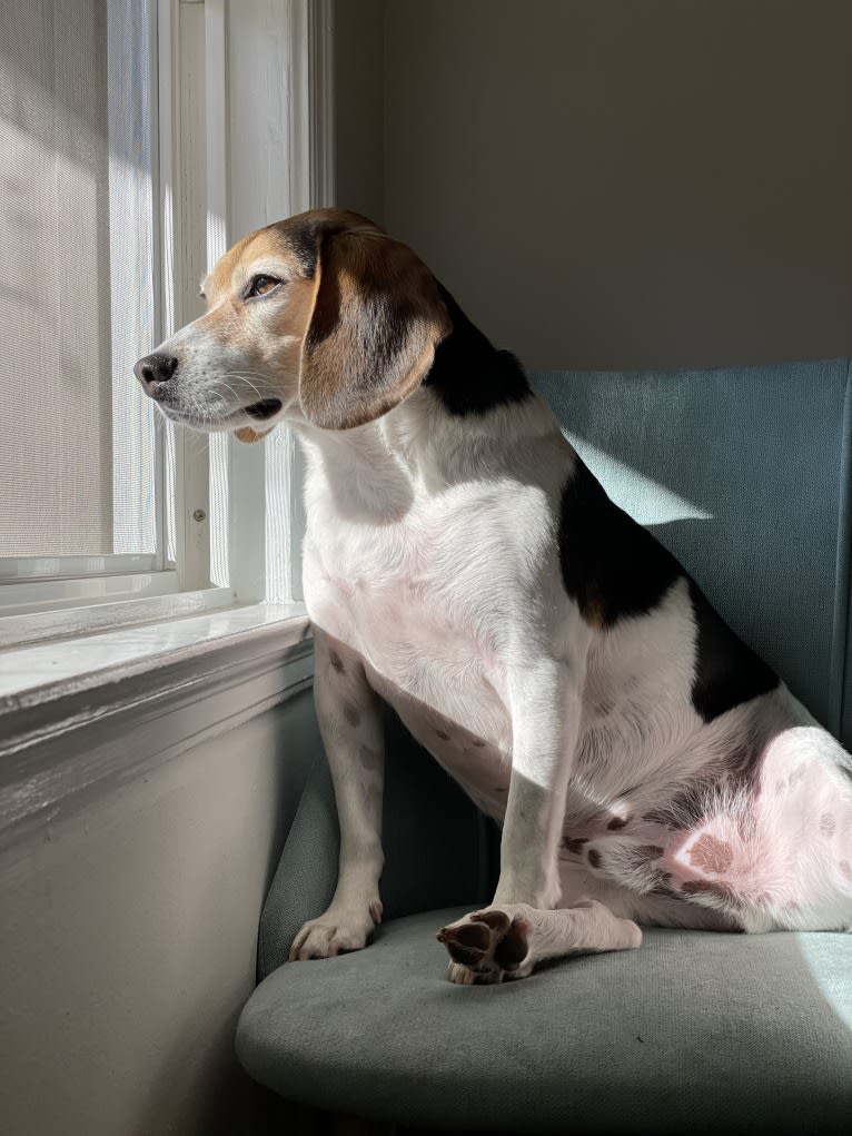 Zero, a Beagle tested with EmbarkVet.com