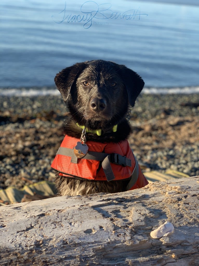 Guinness, a Labrador Retriever and Australian Cattle Dog mix tested with EmbarkVet.com