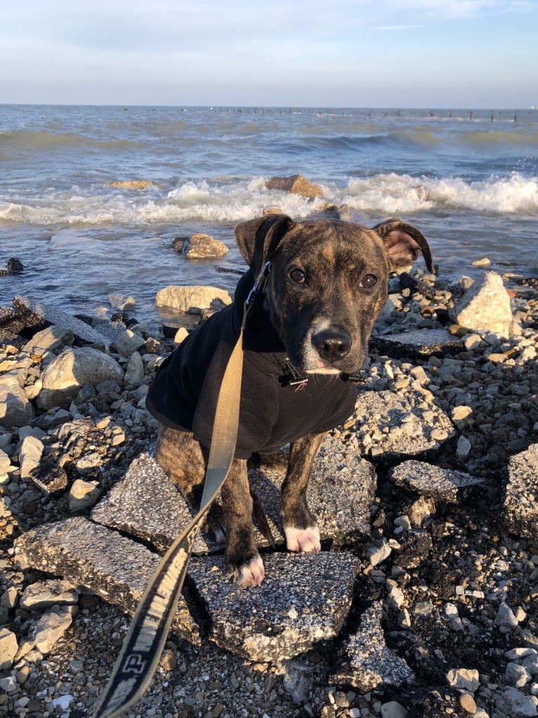 Mackey, an American Pit Bull Terrier tested with EmbarkVet.com