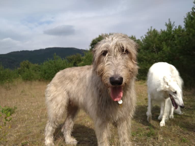 Mouton, an Irish Wolfhound tested with EmbarkVet.com