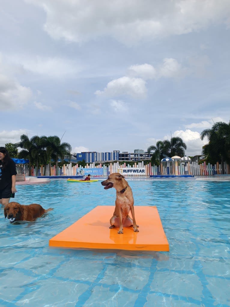 Tofu, a Southeast Asian Village Dog tested with EmbarkVet.com