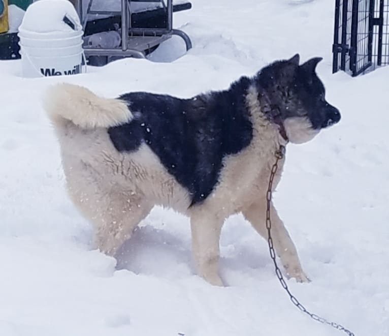 Demi, an Akita tested with EmbarkVet.com