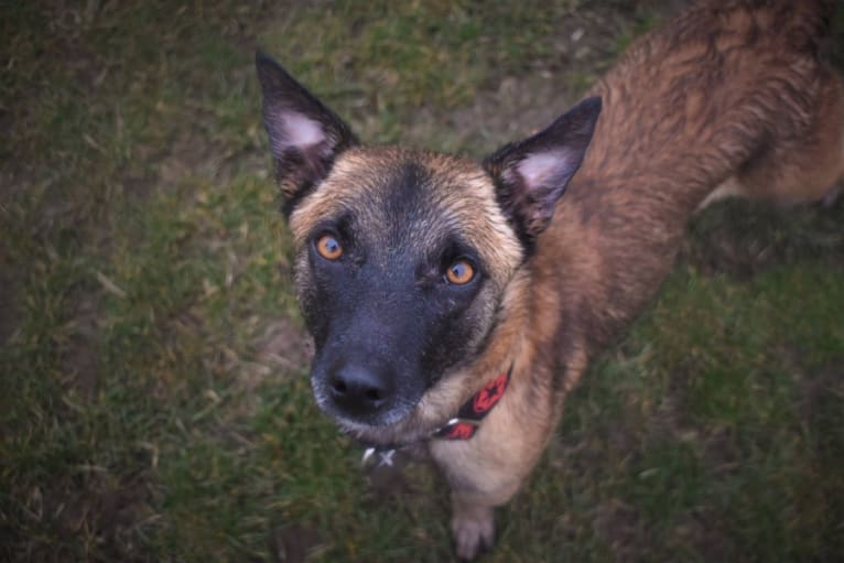 Watsky, an Australian Shepherd and Russell-type Terrier mix tested with EmbarkVet.com