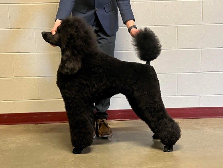 Vera, a Poodle (Standard) tested with EmbarkVet.com