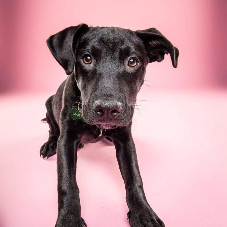 Marvin, an American Pit Bull Terrier and Siberian Husky mix tested with EmbarkVet.com