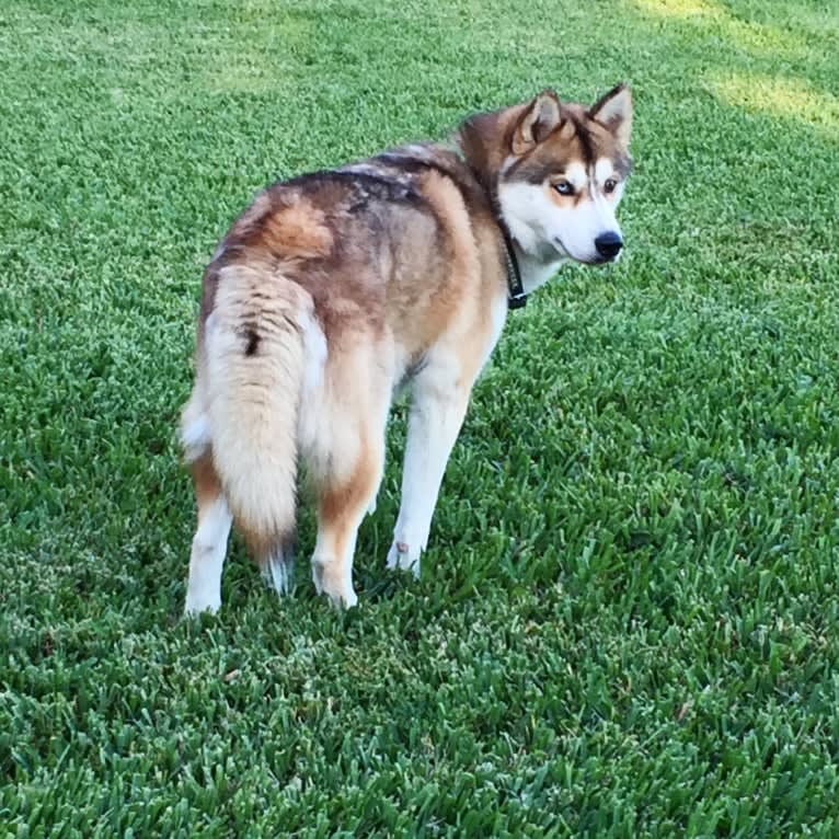 Yuma, a Siberian Husky tested with EmbarkVet.com