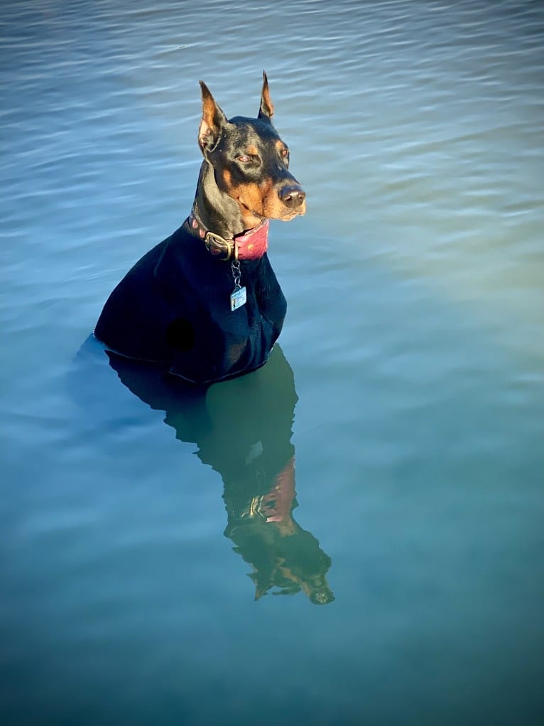 Lexie, a Doberman Pinscher tested with EmbarkVet.com