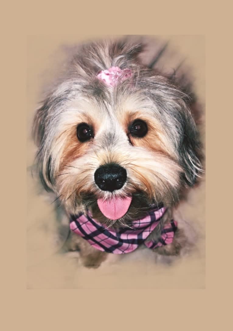 Phoebee, a Miniature Schnauzer and Yorkshire Terrier mix tested with EmbarkVet.com