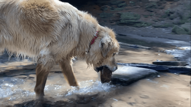 Timber “Gross Manor’s I’ll Be The One You Won’t Forget”, a Golden Retriever tested with EmbarkVet.com