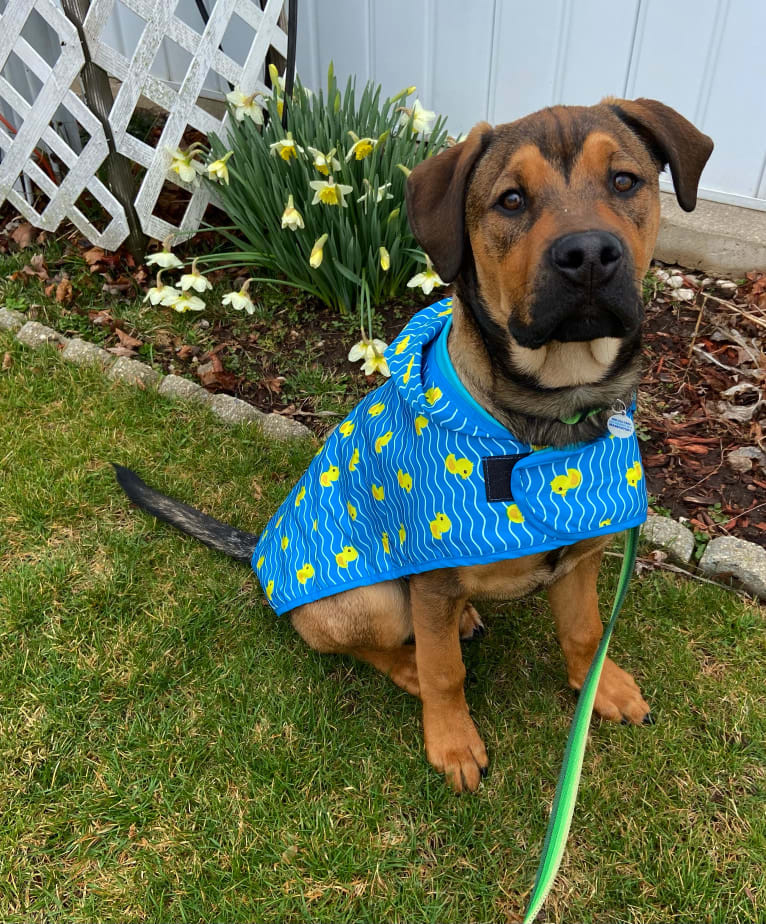 Lenny, a Rottweiler and American Pit Bull Terrier mix tested with EmbarkVet.com