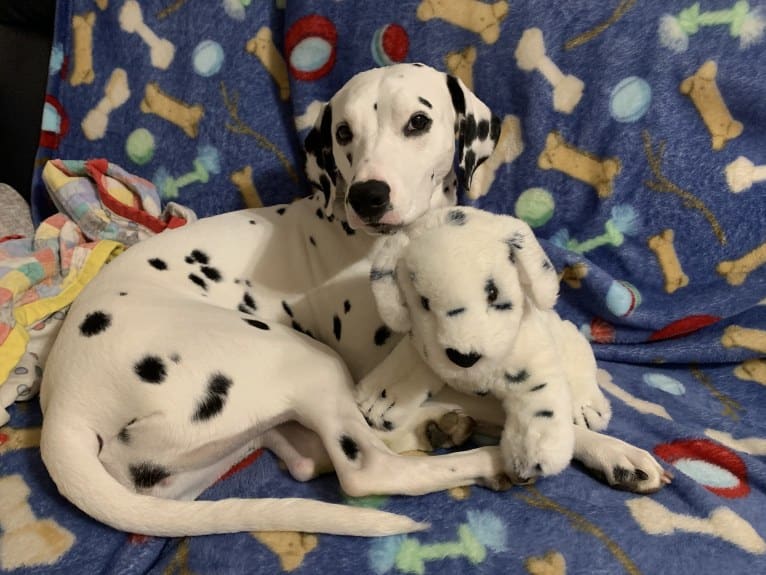 Sara, a Dalmatian tested with EmbarkVet.com