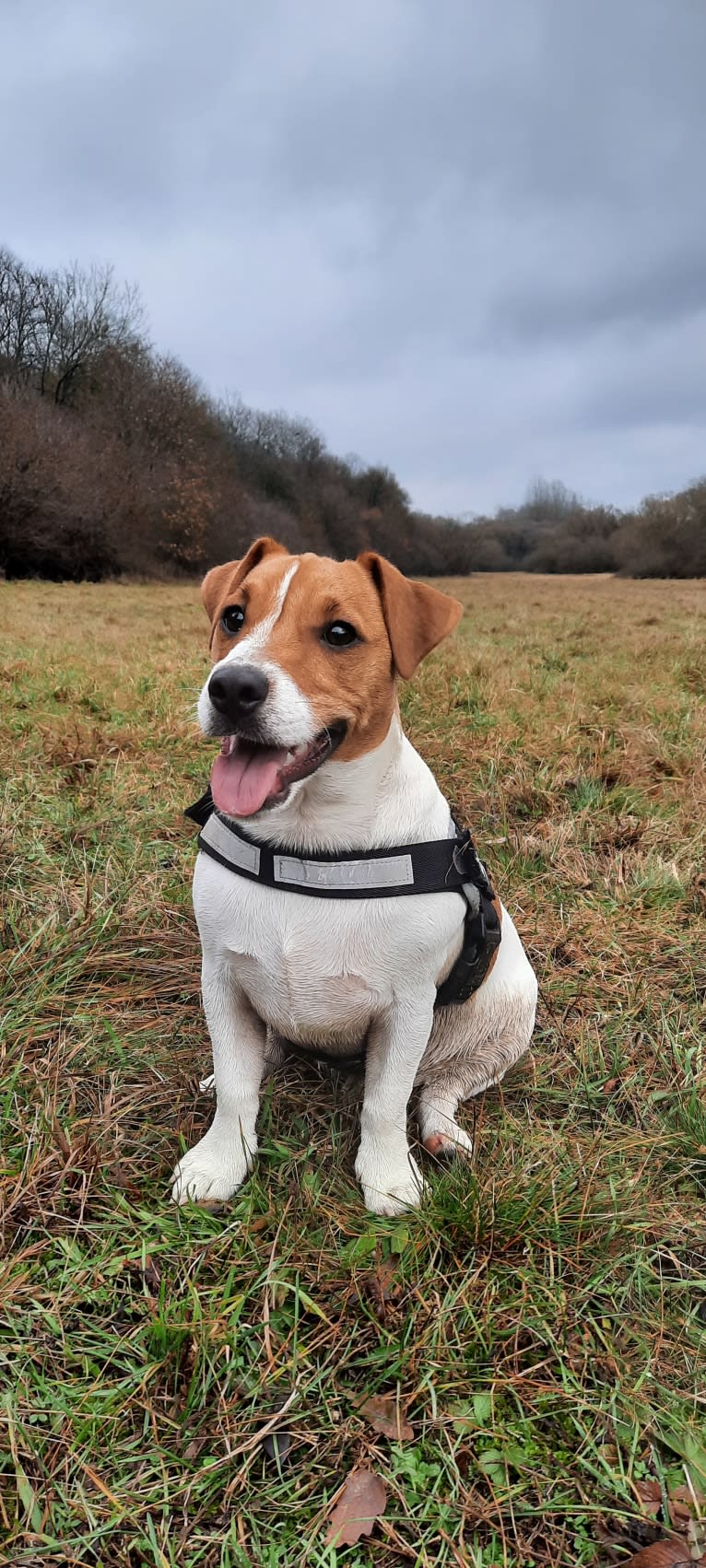 Skippy, a Russell-type Terrier and Smooth Fox Terrier mix tested with EmbarkVet.com