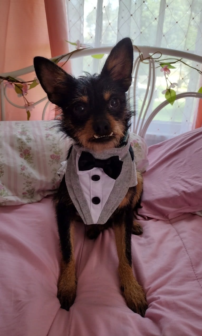 Saejin, a Chihuahua and Rat Terrier mix tested with EmbarkVet.com