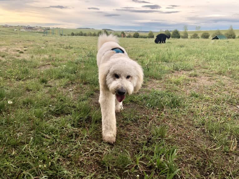 Hunter, a Goldendoodle tested with EmbarkVet.com